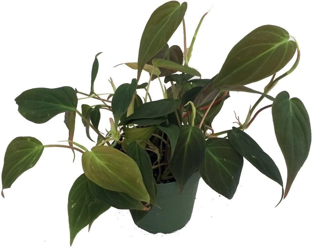 Philodendron Micans Live Plant - Velvet Leaf Bronze Micans Vine - 4" Pot - Indoor Houseplant - Image 1