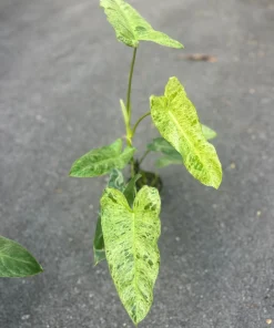 Philodendron Paraiso Verde in 4" Pot, Limited, High Variegation - Image 2