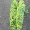 Philodendron Paraiso Verde in 4" Pot, Limited, High Variegation - Image 1