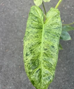 Philodendron Paraiso Verde in 4