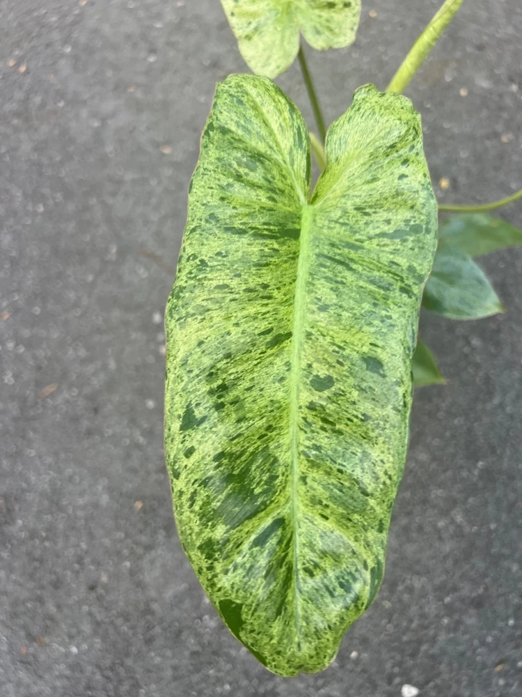 Philodendron Paraiso Verde in 4" Pot, Limited, High Variegation - Image 1