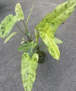 Philodendron Paraiso Verde in 4