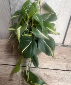 Philodendron ‘Silver Stripe’ ,Philodendron hederaceum, in 6