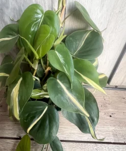 Philodendron ‘Silver Stripe’ ,Philodendron hederaceum, in 6" Pot - Image 2