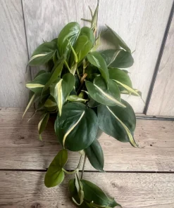 Philodendron ‘Silver Stripe’ ,Philodendron hederaceum, in 6