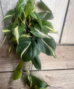 Philodendron ‘Silver Stripe’ ,Philodendron hederaceum, in 6