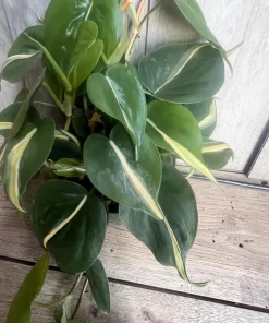 Philodendron ‘Silver Stripe’ ,Philodendron hederaceum, in 6