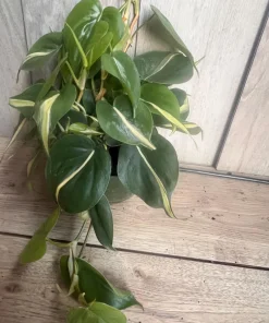 Philodendron ‘Silver Stripe’ ,Philodendron hederaceum, in 6