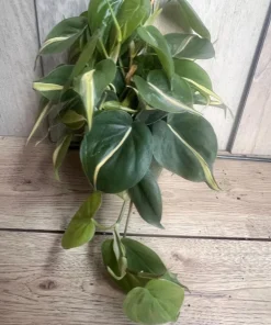 Philodendron ‘Silver Stripe’ ,Philodendron hederaceum, in 6