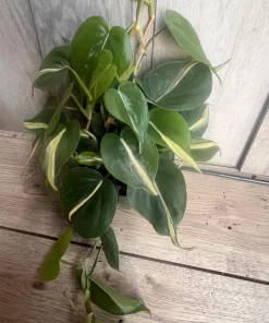 Philodendron ‘Silver Stripe’ ,Philodendron hederaceum, in 6