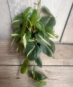 Philodendron ‘Silver Stripe’ ,Philodendron hederaceum, in 6
