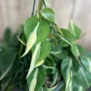 Philodendron ‘Silver Stripe’ ,Philodendron hederaceum, in 6" Pot - Image 1