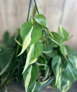 Philodendron ‘Silver Stripe’ ,Philodendron hederaceum, in 6