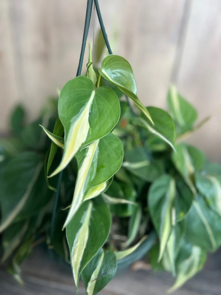 Philodendron ‘Silver Stripe’ ,Philodendron hederaceum, in 6" Pot - Image 1