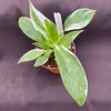 Philodendron White Princess Live Plant – Easy Care Houseplant – 3" Pot - Image 1