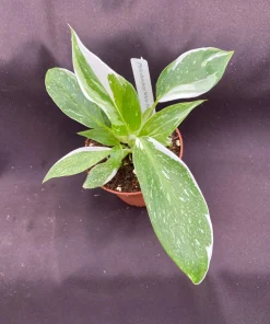 Philodendron White Princess Live Plant – Easy Care Houseplant – 3