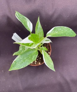 Philodendron White Princess Live Plant – Easy Care Houseplant – 3