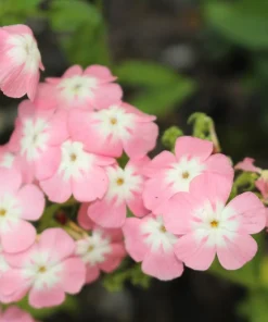 Phlox Drummondii Pastel Mix Flower Seeds - 100 Seeds, Multicolor - Image 10