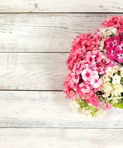 Phlox Drummondii Pastel Mix Flower Seeds - 100 Seeds, Multicolor - Image 3