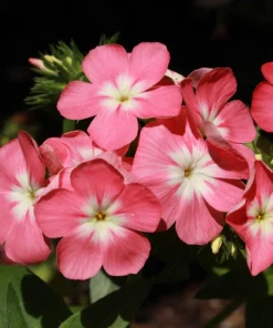 Phlox Drummondii Pastel Mix Flower Seeds - 100 Seeds, Multicolor - Image 4