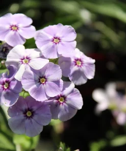 Phlox Drummondii Pastel Mix Flower Seeds - 100 Seeds, Multicolor - Image 7