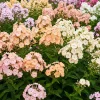 Phlox Drummondii Pastel Mix Flower Seeds - 100 Seeds, Multicolor - Image 1