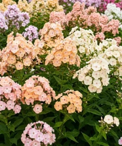 Phlox Drummondii Pastel Mix Flower Seeds - 100 Seeds, Multicolor - Image 1