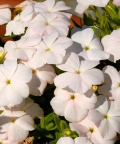Phlox Drummondii Seeds Pastel Mix - Annual Flower Seeds - 100 Seeds - Image 11