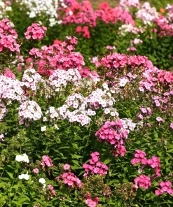 Phlox Drummondii Seeds Pastel Mix - Annual Flower Seeds - 100 Seeds - Image 2