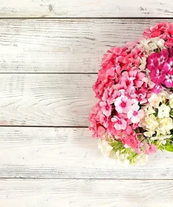 Phlox Drummondii Seeds Pastel Mix - Annual Flower Seeds - 100 Seeds - Image 3