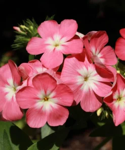 Phlox Drummondii Seeds Pastel Mix - Annual Flower Seeds - 100 Seeds - Image 4