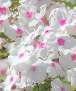 Phlox Drummondii Seeds Pastel Mix - Annual Flower Seeds - 100 Seeds - Image 5