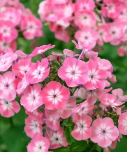 Phlox Drummondii Seeds Pastel Mix - Annual Flower Seeds - 100 Seeds - Image 6