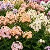 Phlox Drummondii Seeds Pastel Mix - Annual Flower Seeds - 100 Seeds - Image 1