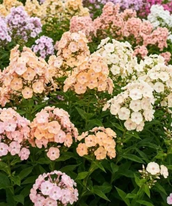 Phlox Drummondii Seeds Pastel Mix - Annual Flower Seeds - 100 Seeds - Image 1