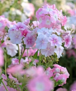 Phlox Drummondii Seeds Pastel Mix - Annual Flower Seeds - 100 Seeds - Image 8