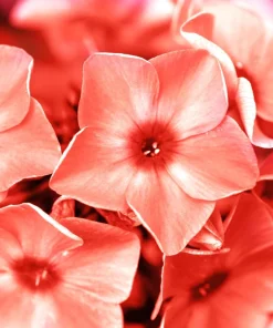Phlox Drummondii Seeds Pastel Mix - Annual Flower Seeds - 100 Seeds - Image 9