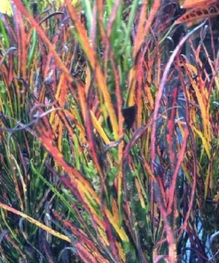 Picasso's Paintbrush Croton Live Plant – 4 inch Pot – Colorful Houseplant Indoor - Image 2