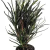 Picasso's Paintbrush Croton Live Plant – 4 inch Pot – Colorful Houseplant Indoor - Image 1