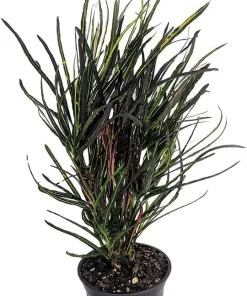 Picasso's Paintbrush Croton Live Plant – 4 inch Pot – Colorful Houseplant Indoor - Image 1