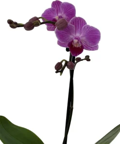 Piccola Surprise Moth Orchid Live Plant - Phalaenopsis - 3.5" Pot Indoor - Image 2