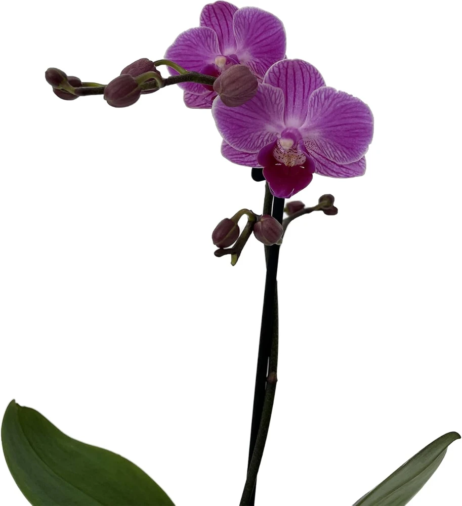 Piccola Surprise Moth Orchid Live Plant - Phalaenopsis - 3.5" Pot Indoor - Image 2