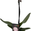 Piccola Surprise Moth Orchid Live Plant - Phalaenopsis - 3.5" Pot Indoor - Image 1