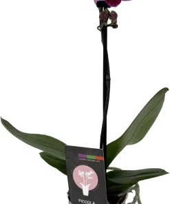 Piccola Surprise Moth Orchid Live Plant - Phalaenopsis - 3.5