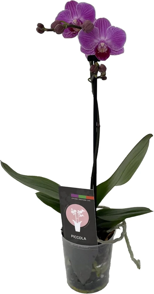 Piccola Surprise Moth Orchid Live Plant - Phalaenopsis - 3.5" Pot Indoor - Image 1