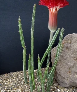 Pickle Cactus Seeds - 10 Seeds - Senecio stapeliiformis - Succulent Seeds - Image 2