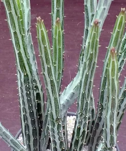 Pickle Cactus Seeds - 10 Seeds - Senecio stapeliiformis - Succulent Seeds - Image 3