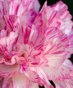 Picotee Mix Carnation Seeds - 50 Count - Double Bicolor Striped Flowers - Dianthus Caryophyllus - Image 10