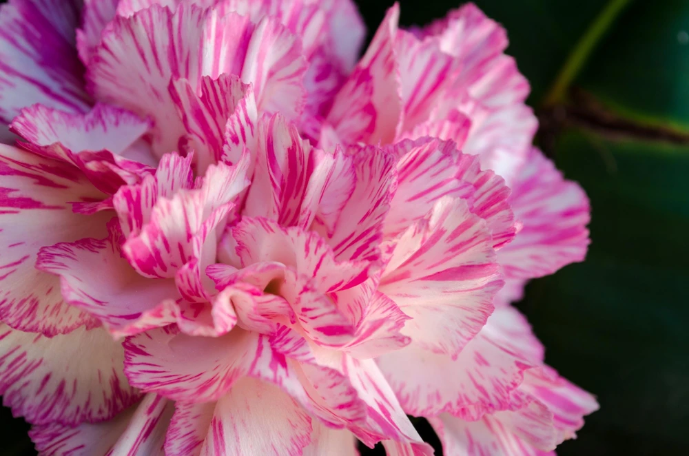 Picotee Mix Carnation Seeds - 50 Count - Double Bicolor Striped Flowers - Dianthus Caryophyllus - Image 10