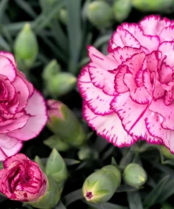 Picotee Mix Carnation Seeds - 50 Count - Double Bicolor Striped Flowers - Dianthus Caryophyllus - Image 11